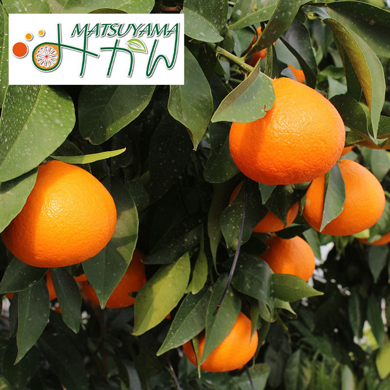 ※先行予約 あいか 3kg 贈答用