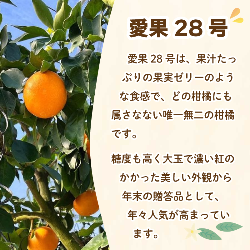 贈答用 愛果28号 (紅まどんな と同品種) 3.7kg 中玉13-15玉入り 【2025年11月下旬ごろ発送予定】 3.7kg/中玉13-15玉入り