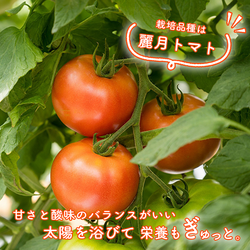 トマトジュース 180ml ✕ 5本セット まるで食べるトマトジュース【moto farm】  | トマトジュース とまとじゅーす 無塩 無添加 野菜 数量限定 完熟 新鮮  愛媛県 松山市