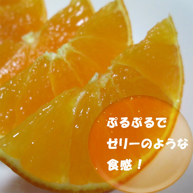 【2025年12月から順次発送】 愛果28号 (紅まどんな と同品種) 小玉 5kg(30～40個) ｜紅まどんな と同品種 みかん 愛果 蜜柑 松山市産みかん 柑橘 ミカン 蜜柑 みかん 果物 オススメみかん フルーツ あいか みかん 松山 愛媛 5kg