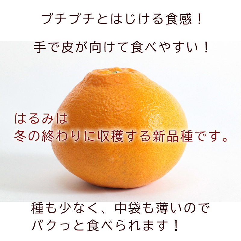 【2026年3月から発送】 はるみ 小玉 2kg | 柑橘 みかん 愛媛 松山 2kg ¥7,000