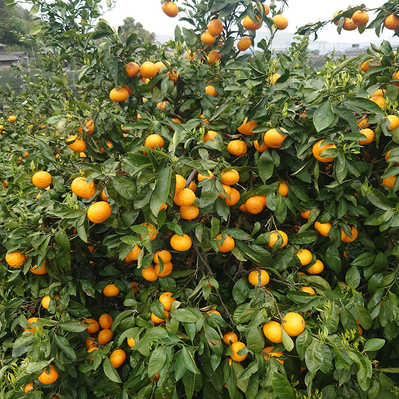 【2026年5月から発送】 カラマンダリン 家庭用 約2kg ｜みかん 蜜柑 旬 わけあり 訳あり 甘い 柑橘 果物 フルーツ 糖度 愛媛 松山 2kg ¥8,000