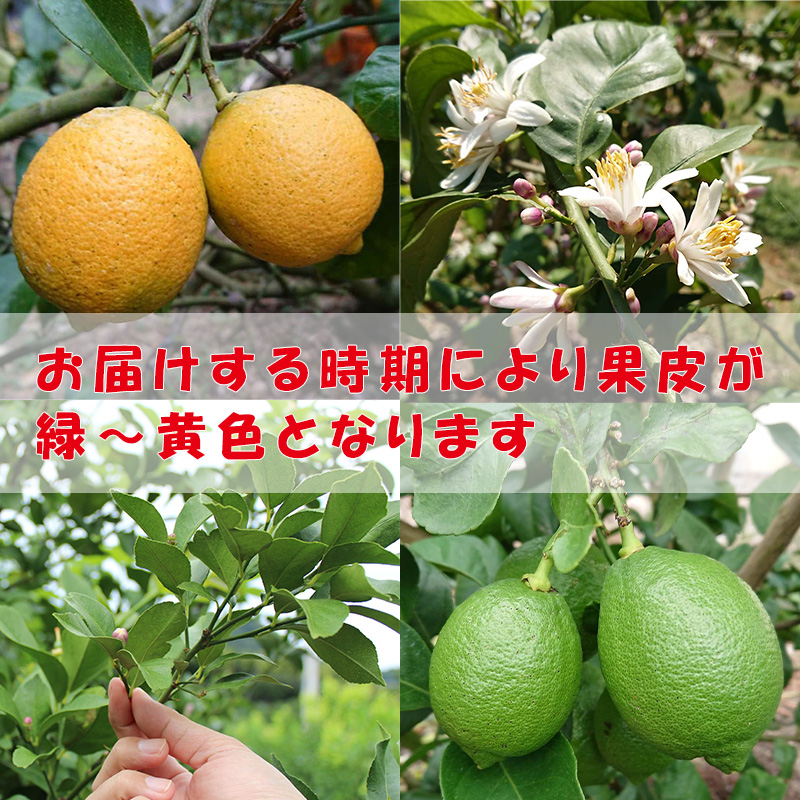 【2025年10月から発送】レモン約5kg ｜ 柑橘 訳あり レモン 先行予約 レモン 檸檬 レモン フルーツ レモン 愛媛県産 レモン ビタミン レモンサワー ジュース チューハイ レモン 国産 愛媛県産 はちみつ漬け レモン レモネード 柑橘 国産レモン 選べる 容量 レモン 愛媛 松山 約5kg ¥12,000