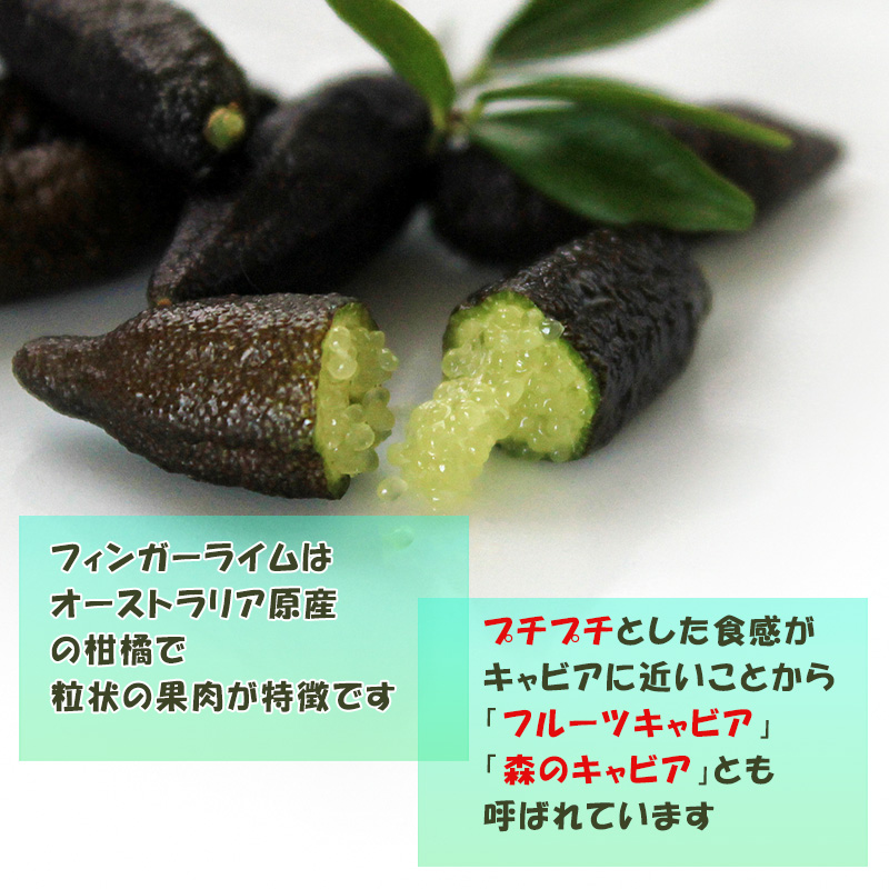 【順次発送中】フィンガーライム 50g 愛媛県 中島産| ライム 酸味 さっぱり 添え物 料理 チューハイ アルコール 炭酸 飲み物 飲料 産地直送 国産 愛媛 松山