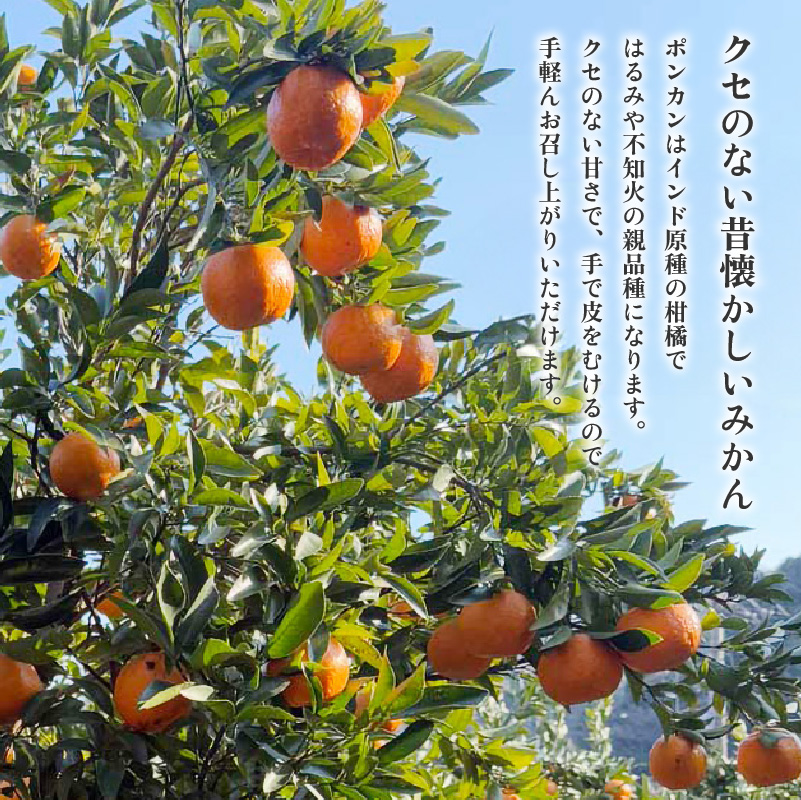 【2026年1月中旬から順次発送】ポンカン 家庭用 5kg ｜ ポンカン みかん 柑橘 蜜柑 松山市産みかん 柑橘 ミカン 蜜柑 みかん 果物 オススメみかん フルーツ みかん 松山 愛媛 人気のみかん 5kg ¥10,000