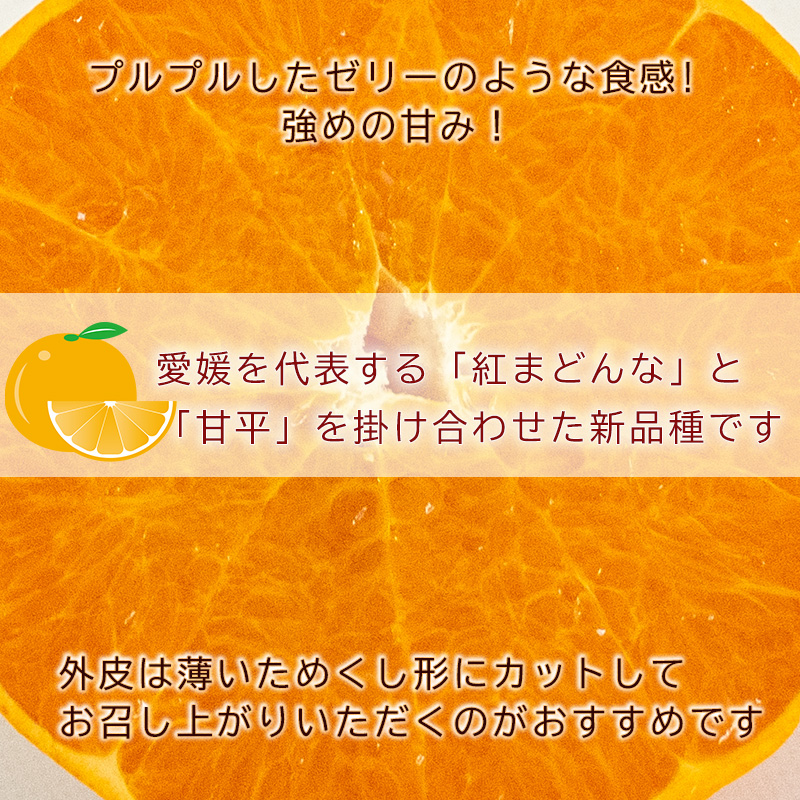 【2026年3月から発送予定】 愛果48号 家庭用 2kg | あいか 家庭用 紅プリンセス と同品種 先行予約 高級 蜜柑 ミカン みかん ジューシー 甘い  柑橘  人気 お取り寄せ  期間 数量 限定 愛媛 松山 中島みかん農園