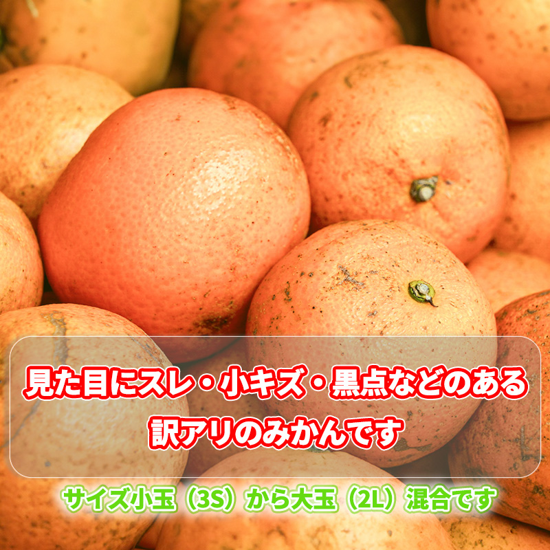 【2025年11月上旬から順次発送】訳あり 温州みかん 5kg 数量選択可 | みかん ミカン 蜜柑 南柑20号 みかん 数量限定 みかん 愛媛県産 みかん 松山市 みかん 中島 みかん 温州みかん みかん 蜜柑 温州みかん ミカン みかん 旬 温州みかん 5kg ¥6,000