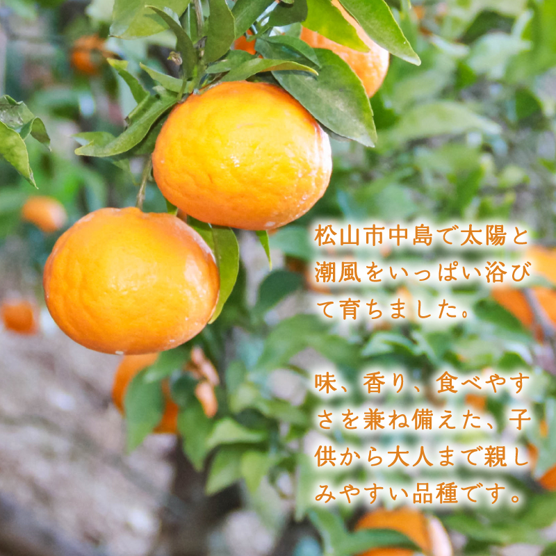 【1月下旬より発送】低農薬栽培はるみ 2kg はるみ 2kg