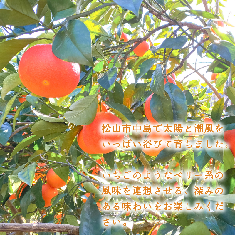 【2026年1月下旬より発送】ブラッドオレンジ 2kg | 数量選択可 みかん ミカン 蜜柑 柑橘 数量限定 愛媛県産 松山市 中島 低農薬 愛媛 ふるさと納税 2kg ¥7,000