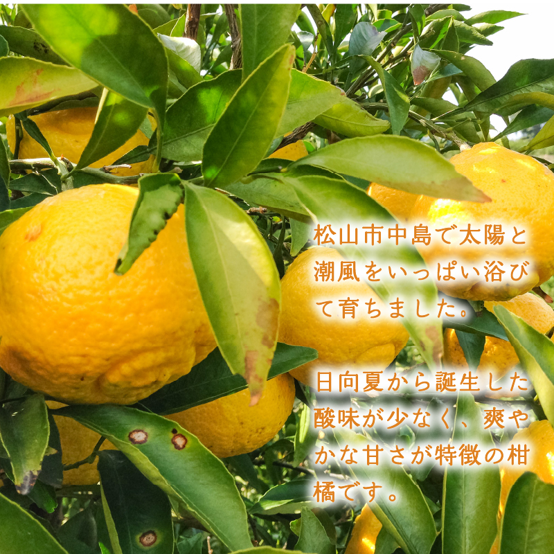 【2月上旬より発送】はるか 10kg はるか 10kg