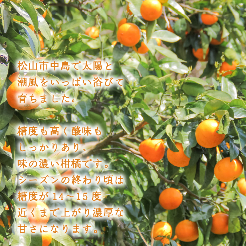 【2026年4月中旬より発送】カラマンダリン 2kg | 数量選択可 みかん ミカン 蜜柑 柑橘 数量限定 愛媛県産 松山市 中島 愛媛 送料無料 2kg ¥6,000