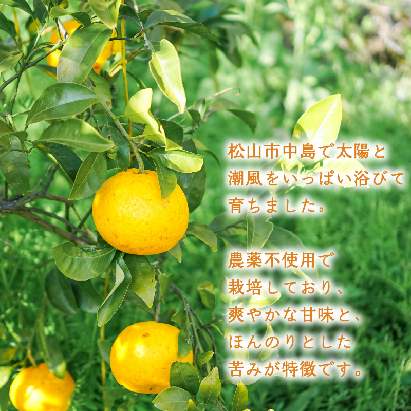 【2026年2月下旬より発送】農薬不使用 甘夏 4kg | 数量選択可 みかん ミカン 蜜柑 柑橘 数量限定 愛媛県産 松山市 中島 愛媛 ふるさと納税 4kg ¥6,000