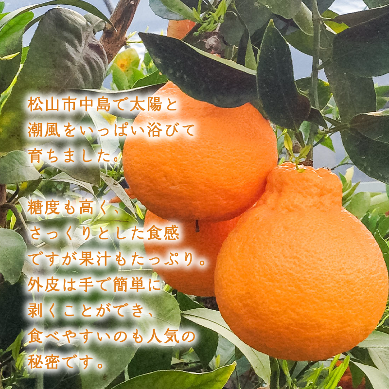 【3月中旬より発送】 不知火 2kg 不知火 2kg