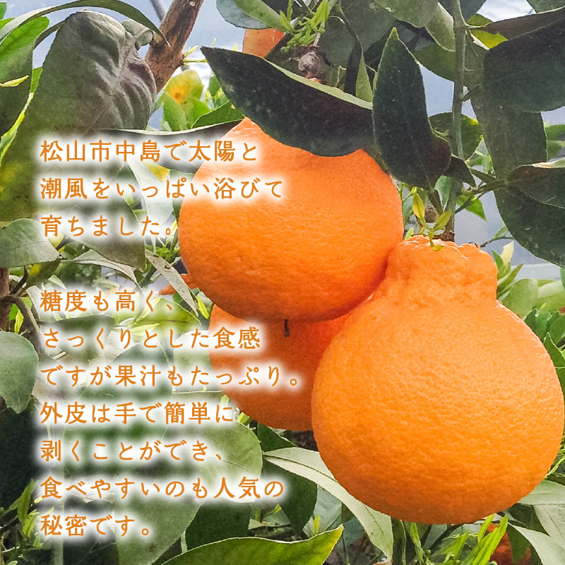 【2026年4月上旬より発送】  訳あり不知火 2kg | 数量選択可 みかん ミカン 蜜柑 柑橘 数量限定 愛媛県産 松山市 中島 愛媛 ふるさと納税 2kg ¥5,000