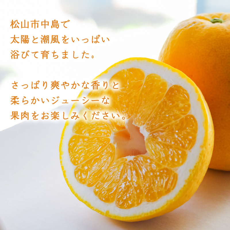 【5月中旬より発送】 低農薬栽培 河内晩柑 4kg 河内晩柑 4kg(5月中旬から6月中旬 冷蔵配送)