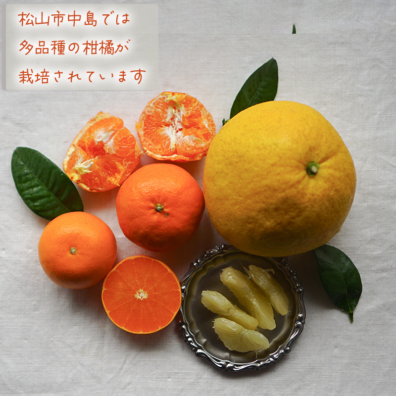 【12月から発送】柑橘定期便 全4回 5kg × 4回 計20kg 品種おまかせ | 家庭用 みかん 温州 蜜柑 ミカン 果物 フルーツ 定期便 旬 季節限定 数量限定 NPO法人農音 愛媛県 松山市 中島 農音 5kg×4回 ¥50,000