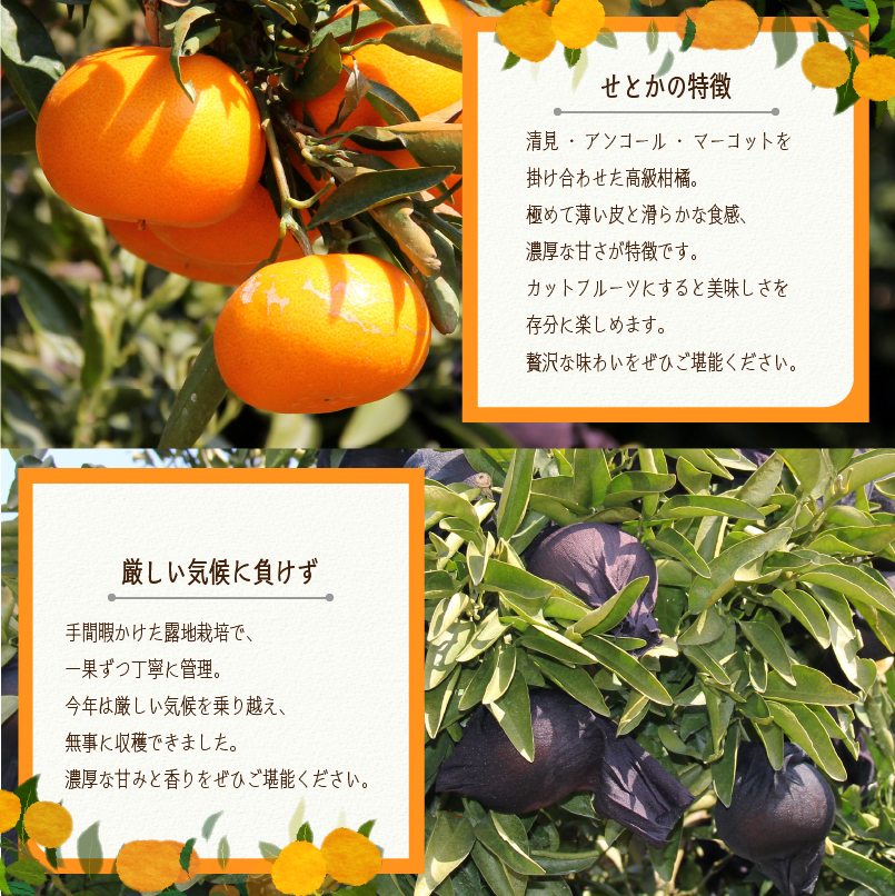 【2026年3月上旬より発送】愛媛県 みかん せとか 2kg | 数量選択可 せとか みかん 蜜柑 柑橘 数量限定 愛媛県産 松山市 中島 低農薬 愛媛県 松山市 2kg ¥11,000