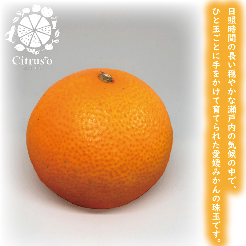 あいか（紅まどんな と同品種） 優品以上 L～3L玉 2.5kg あいか | 愛媛 みかん 先行予約 紅まどんな 紅マドンナ と同品種 蜜柑 柑橘 果物 くだもの フルーツ お取り寄せ グルメ 期間限定 数量限定 人気 おすすめ 愛媛県 松山市