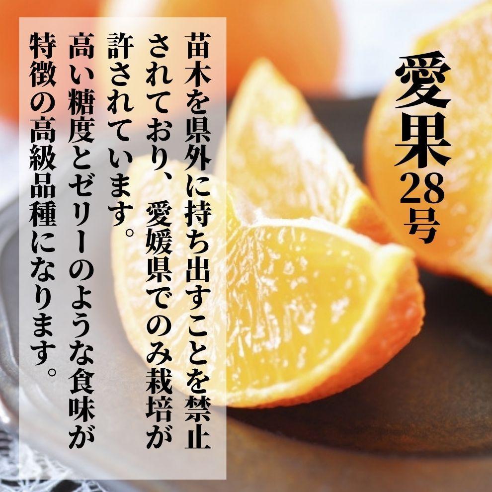  愛果28号 (紅まどんな と同品種) こだわりのハウス栽培 化粧箱入 【2025年12月頃から順次発送】