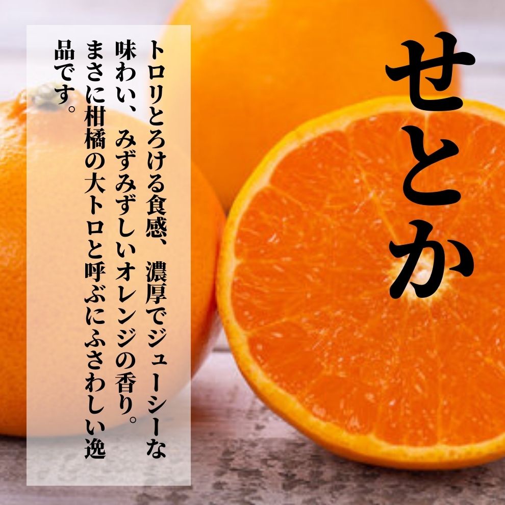 ＜2月から順次発送＞ せとか 約1.5kg 家庭用 | 愛媛 みかん 先行予約 蜜柑 柑橘 果物 くだもの フルーツ お取り寄せ グルメ 期間限定 数量限定 人気 おすすめ 愛媛県 松山市