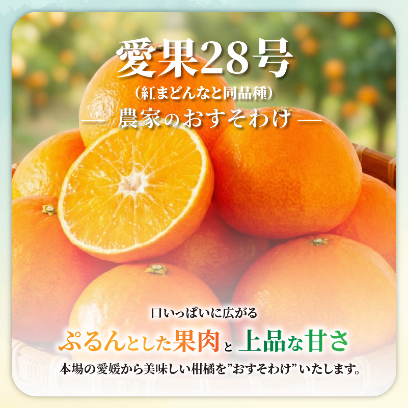 愛果28号 (紅まどんな と同品種) 化粧箱 8玉から12玉 【2025年11月中旬から順次発送】 あいか 紅まどんな 紅マドンナ と 同品種 高級 みかん 愛媛 まどんな 柑橘 果物 くだもの フルーツ おすすめ 人気 お取り寄せ グルメ ギフト 期間 数量 限定 愛媛県 松山市 蓮果園