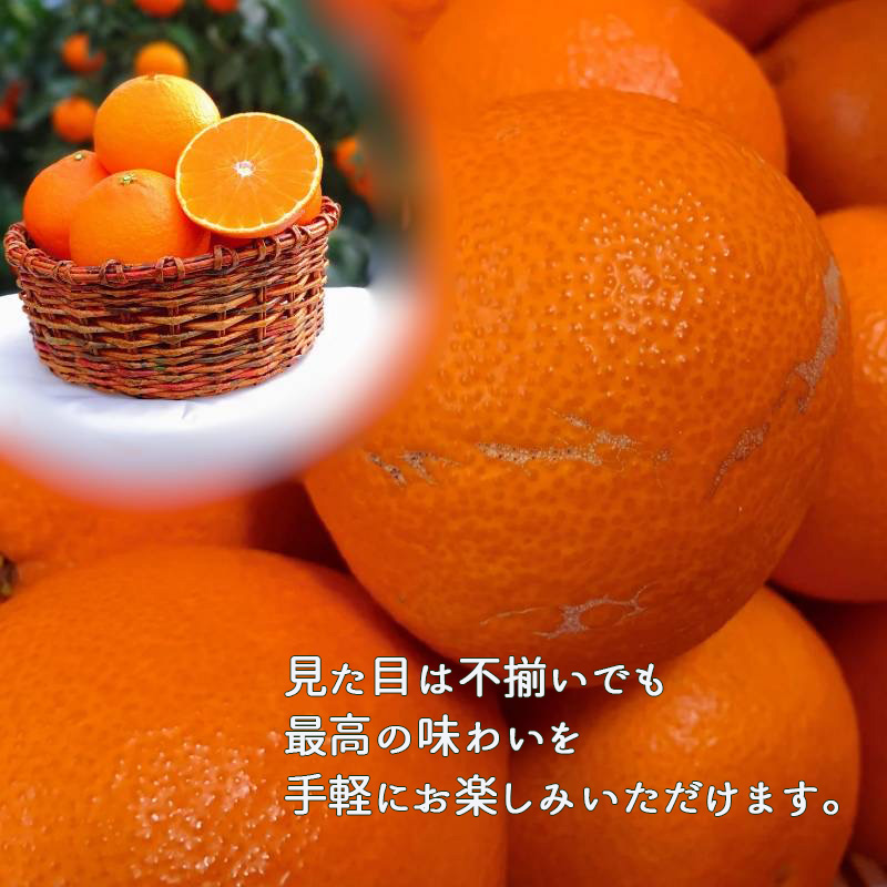 【先行予約】あいか 訳あり ご家庭用 2.5kg 愛果28号 【11月下旬から発送】 | あいか 紅まどんな 紅マドンナ と 同品種 みかん まどんな ワケアリ 柑橘 みかん 果物 おすすめ 高級 人気 お取り寄せ グルメ ギフト 期間 ご当地 愛媛県 松山市 蓮果園 2.5kg ¥12,000