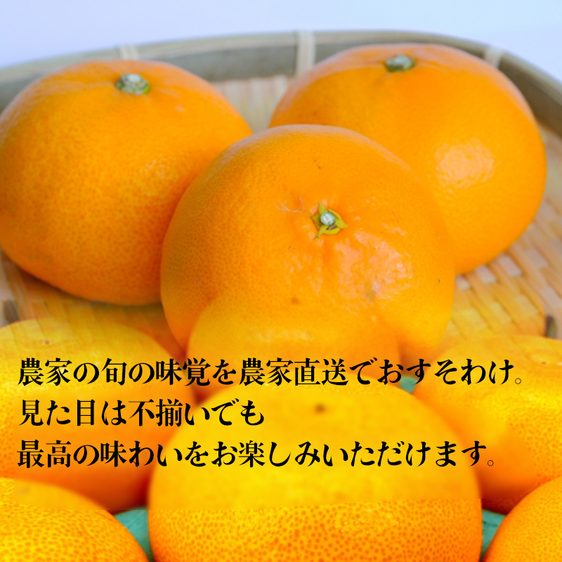 【先行予約】 【2026年2月下旬から発送予定】  せとか 家庭用5kg みかん  （ 愛媛産 愛媛県産 国産 愛媛みかん 愛媛蜜柑 愛媛ミカン みかん ミカン mikan 蜜柑 柑橘 フルーツ 果物 くだもの お取り寄せ 産地直送 数量限定 人気 おすすめ 愛媛県 松山市 送料無料 ）