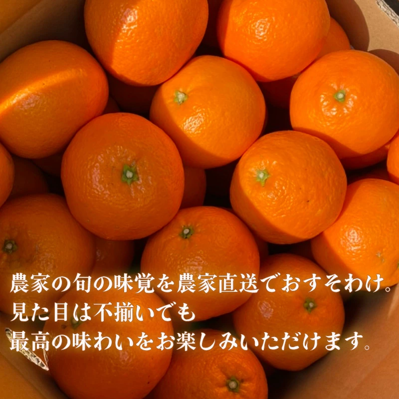 【先行予約】 【2026年1月から発送予定】 宮内伊予柑 家庭用 小玉 5kg サイズ混合 柑橘 みかん 果物 くだもの フルーツ おすすめ 人気 お取り寄せ グルメ ギフト 期間限定 数量限定 ご当地 愛媛県 松山市