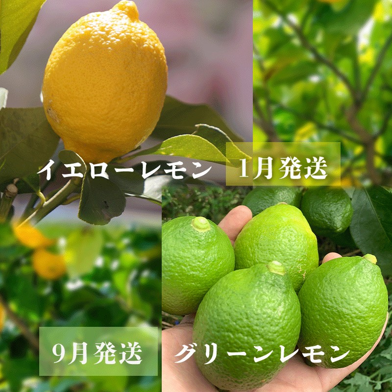 【先行予約】 【9月から発送】 家庭用 グリーンレモン 約2.5kg グリーンレモン 2.5kg ¥7,000