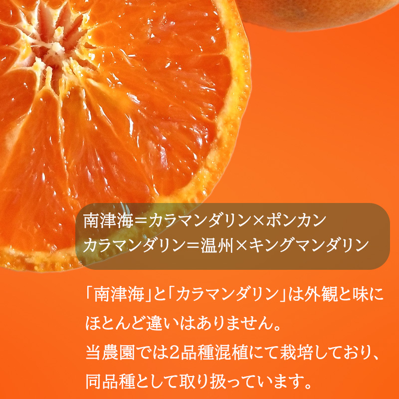 【2026年4月中旬から発送】南津海・カラマンダリン約2.5kg 大中小サイズ混合 家庭用B品合 | 柑橘 松山市産ミカン みかん 果物 くだもの ミカン 蜜柑 フルーツ おすすめ 高級 人気 小玉みかん お取り寄せみかん 期間限定 数量限定 ご当地 愛媛県 松山市