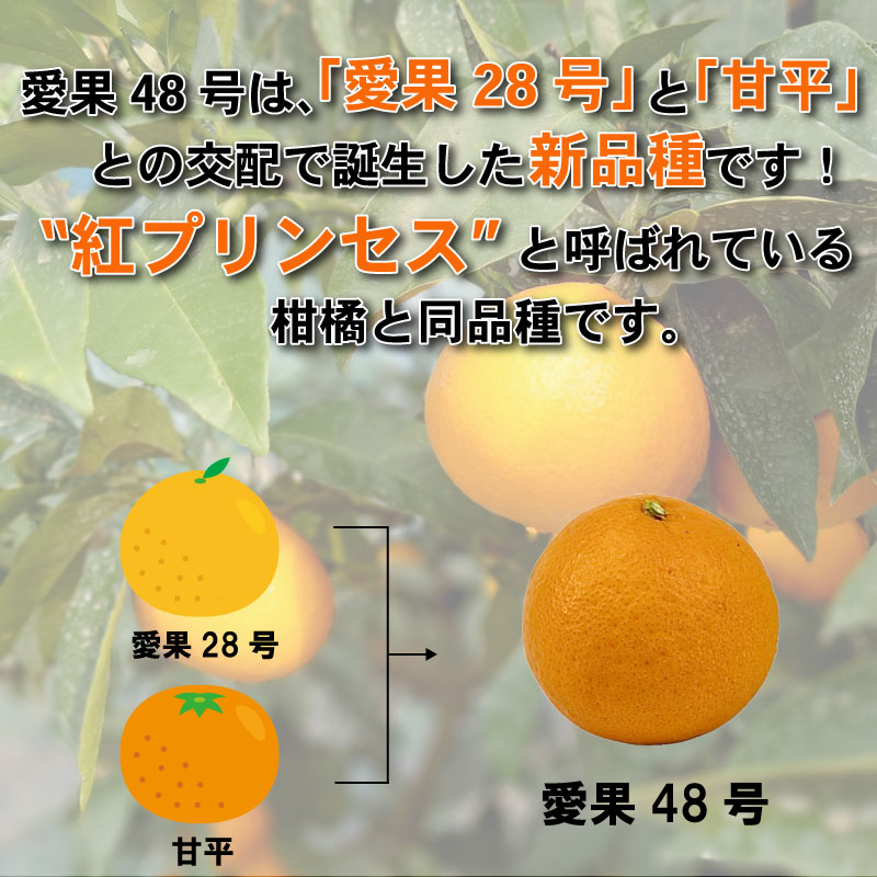 【先行予約】【3月上旬から発送】 愛果48号 家庭用 約2.5kg | あいか48号 B品 大中小サイズ混合 ※ 紅プリンセス と同品種 みかん ミカン 蜜柑 果物 くだもの フルーツ 高級 贈答 ギフト 贈り物 柑橘 柑橘類 かんきつ 愛媛果試第48号 常温 国産 愛媛 愛媛県 松山市 2.5kg ￥15,000