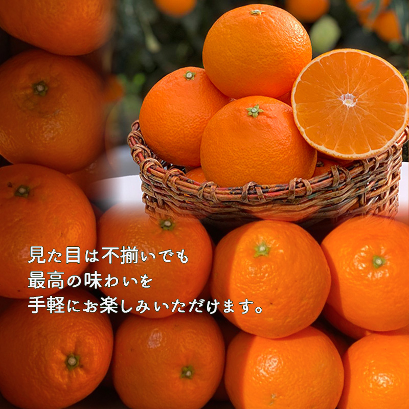 愛果28号 家庭用 お試し1kg(4～5個) 【先行予約 2025年11月下旬から発送】 | 愛果 あいか 紅まどんな 紅マドンナ と 同品種 みかん まどんな ワケアリ 訳あり B品 柑橘 みかん 果物 おすすめ 高級 人気 お取り寄せ グルメ ギフト 期間 ご当地 愛媛県 松山市 蓮果園 お試し 1kg ¥5,000