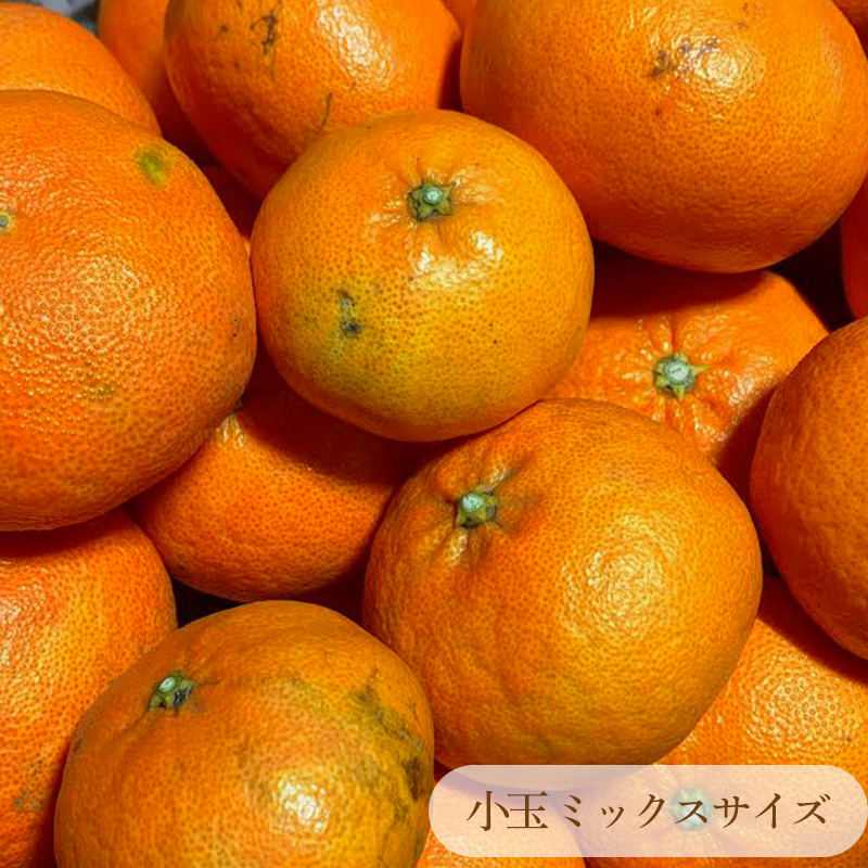 【先行予約】 甘平 家庭用 約1kg 4～5玉 お試しサイズ Sから4Lサイズ混合 【2026年1月下旬から発送予定】 | 柑橘 みかん 蜜柑 果物 くだもの フルーツ おすすめ 国産 高級 人気 お取り寄せ グルメ ギフト 期間限定 数量限定 ご当地 愛媛 松山 蓮果園 お試し 1kg ¥5,000