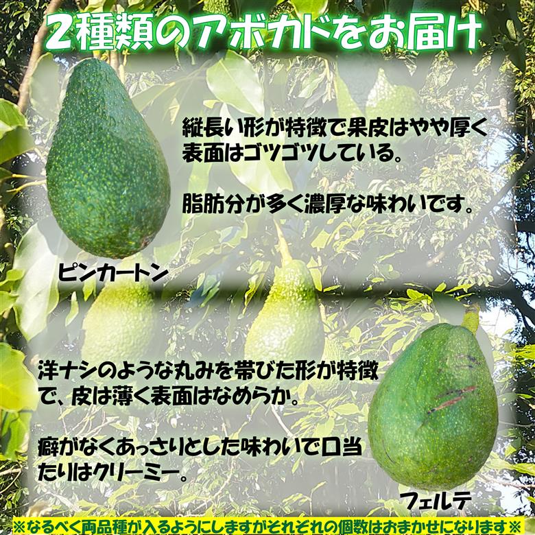 ＜期間限定！12月10日以降発送予定＞松山市産 アボカド 約1kg 愛媛県 松山市 果物 野菜
