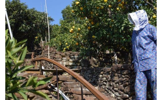 【11月中旬ごろから順次発送】ごご島みかん 約5kg | みかん 蜜柑 柑橘 青果