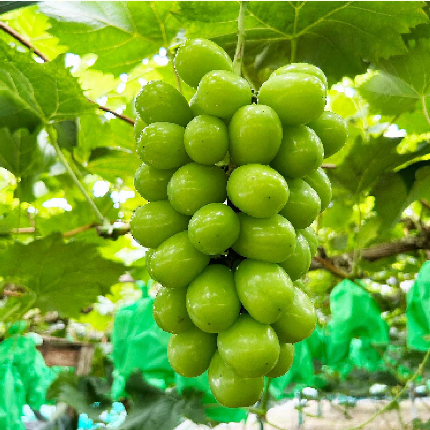 【先行予約】シャインマスカット 約 2kg ( 4 ～ 5 房入り )  伊台･高原ぶどう