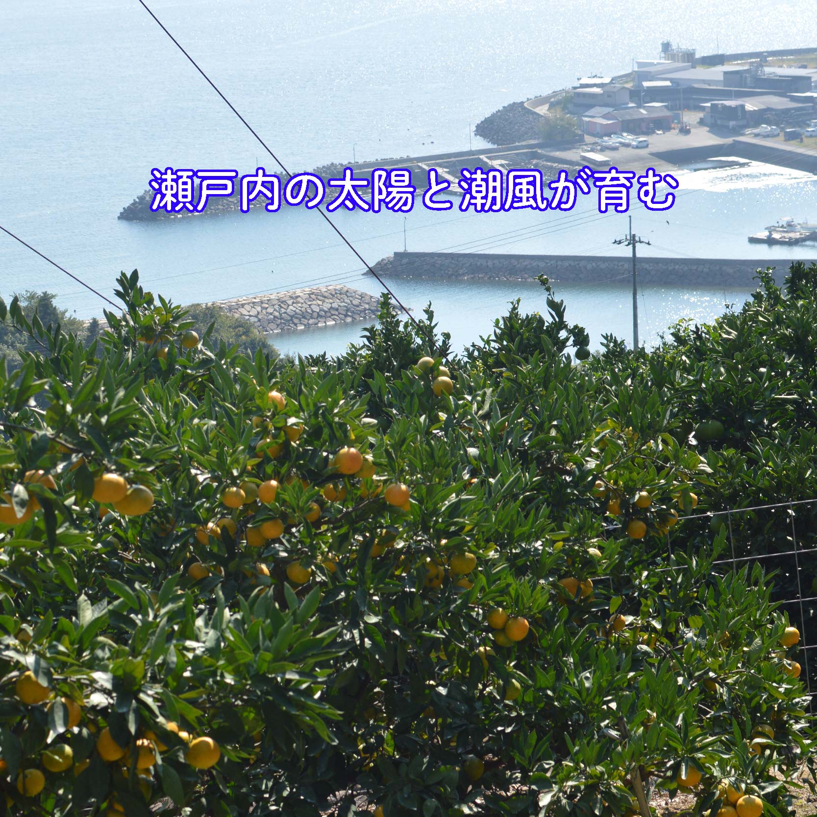 【11月中旬から順次発送】甘こく愛媛みかん 瀬戸内の太陽と潮風で育ったご家庭用 5kg | 蜜柑 みかん 愛媛 松山 フルーツ 果物 くだもの 数量限定 期間限定 送料無料 おすすめ人気 約5kg ¥14,000