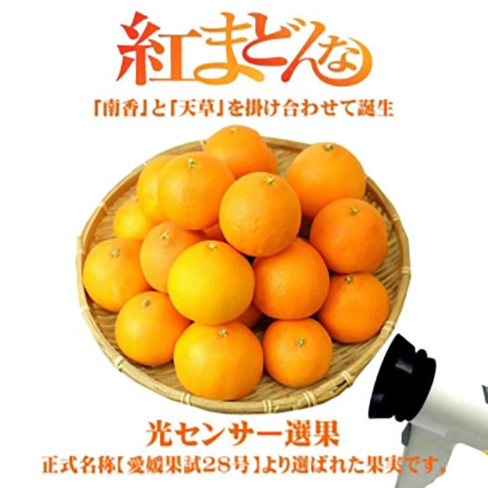 【年内発送】 紅まどんな 約3kg（8~15玉） 愛媛 みかん 紅まどんな 蜜柑 柑橘 果物 くだもの フルーツ 愛媛県 松山市