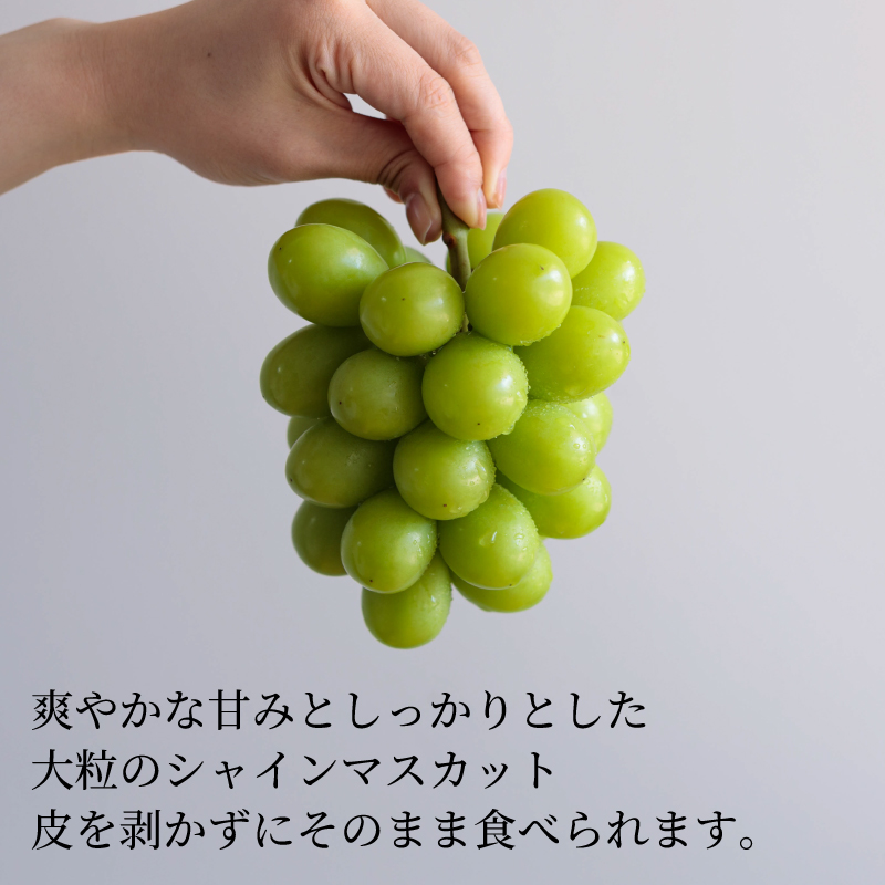 【先行予約 2026年8月下旬から発送】  シャインマスカット 1kg または 2kg 秀品 シャインマスカット マスカット ますかっと ぶどう ブドウ 葡萄 種無し 果物 くだもの フルーツ 旬 期間限定 愛媛県 松山市 1kg(2房または3房) ￥10,000