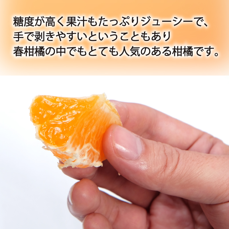 【先行予約】【2026年3月中旬～5月中旬頃順次発送】  神ポン(デコポンと同品種) 1kg｜ 神ポン デコポン と同品種 不知火 柑橘 取り寄せ 甘いみかん 春のみかん ギフト 愛媛県産 ミカン みかん mikan 蜜柑 フルーツ 果物 くだもの お取り寄せ 産地直送 数量限定 人気 おすすめ 送料無料 贈答 愛媛県 松山市