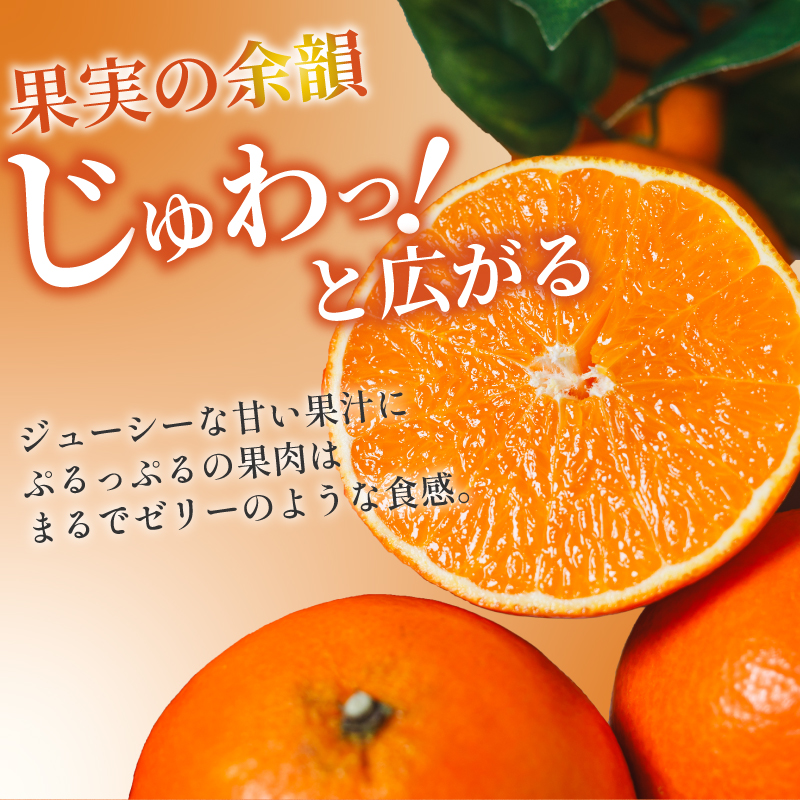 【年内発送】 あいか（紅まどんな と同品種） 2kg 愛果28号 愛媛 みかん あいか あいか28号 愛果 愛果28号 紅マドンナ 紅まどんな と同品種 蜜柑 アイカ 柑橘 果物 贈答 愛媛のみかん くだもの フルーツ あいか ご家庭用 みかん 数量限定  愛媛県産 ミカン 愛果28号 愛媛県 松山市