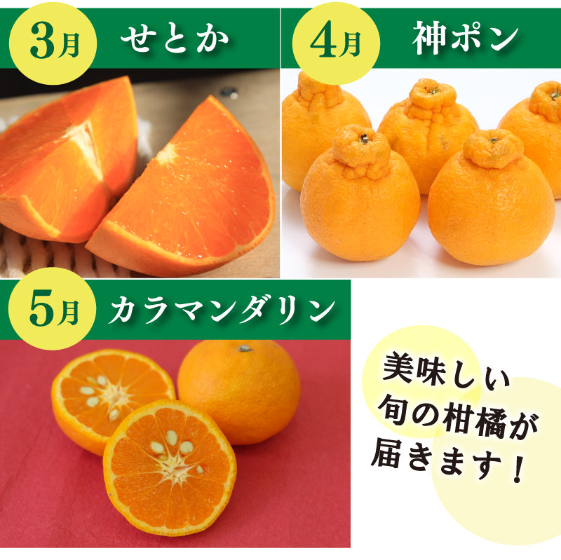 【先行予約】【全3回】 柑橘定期便｜ せとか 神ポン カラマンダリン 不知火 柑橘 定期便 取り寄せ 甘いみかん ギフト 愛媛県産 ミカン みかん mikan 蜜柑 フルーツ 果物 くだもの お取り寄せ 産地直送 数量限定 人気 おすすめ 送料無料 贈答 ギフト 愛媛県 松山市 柑橘定期便全3回