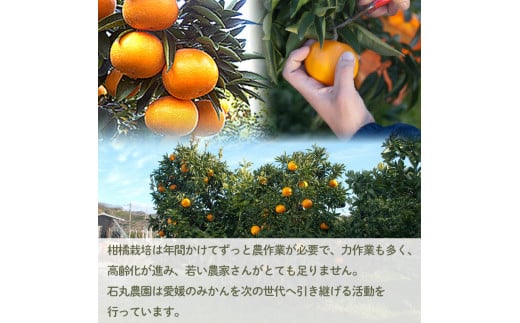 甘平 家庭用 5kg 【1月下旬から発送】 5kg ¥41,000