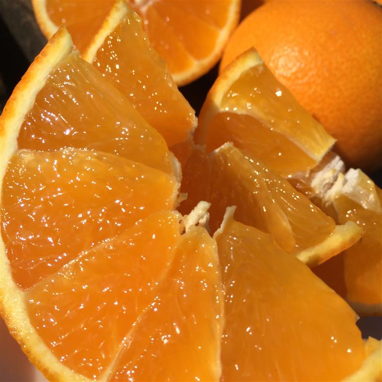 愛果28号 家庭用 5kg 【2025年12月上旬から発送 】 5kg ¥24,000