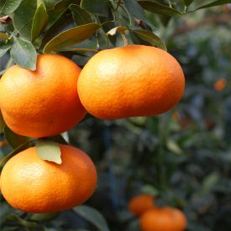 甘平 家庭用 2.5kg 【2026年1月下旬から発送】 2.5kg ¥22,000