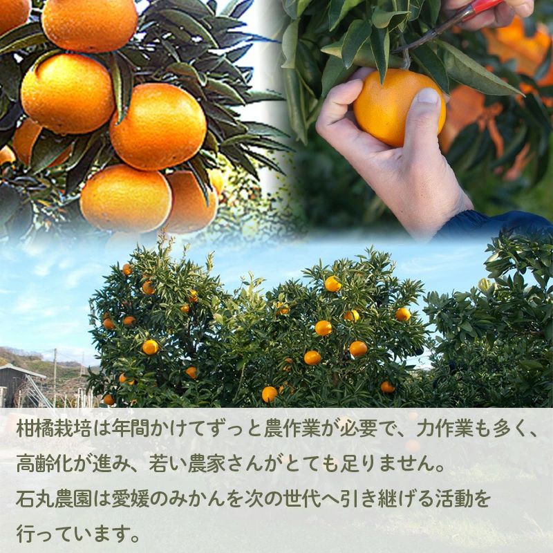 せとか 家庭用 2.5kg 【2月中旬から発送】 2.5kg / 11,000