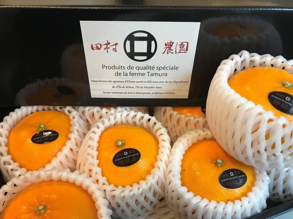 特級品 愛果28号 (紅まどんな と同品種) 4.5kg 【2025年12月上旬から発送】 | 紅まどんな と同様 みかん 柑橘 愛果28号 あいか 果物 フルーツ 松山市 愛媛県 田村農園 柑橘 くだもの フルーツ おすすめ 高級 人気 お取り寄せ グルメ ギフト 期間限定 数量限定 愛媛県 松山市