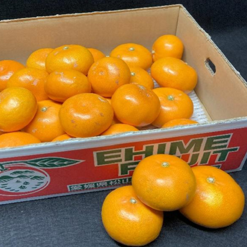 【2026年2月下旬より発送】 せとか 4kg 【B級品】| 柑橘 みかん せとか 果物 愛媛県 松山市 田村農園