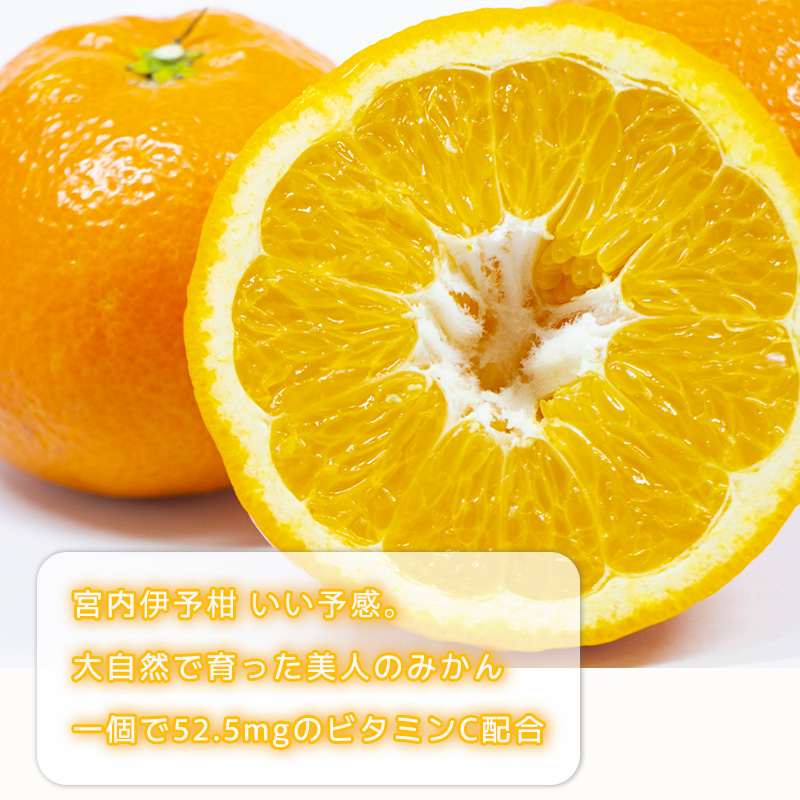 伊予柑 いよかん 約10kg 【家庭用】【1月上旬から順次発送】