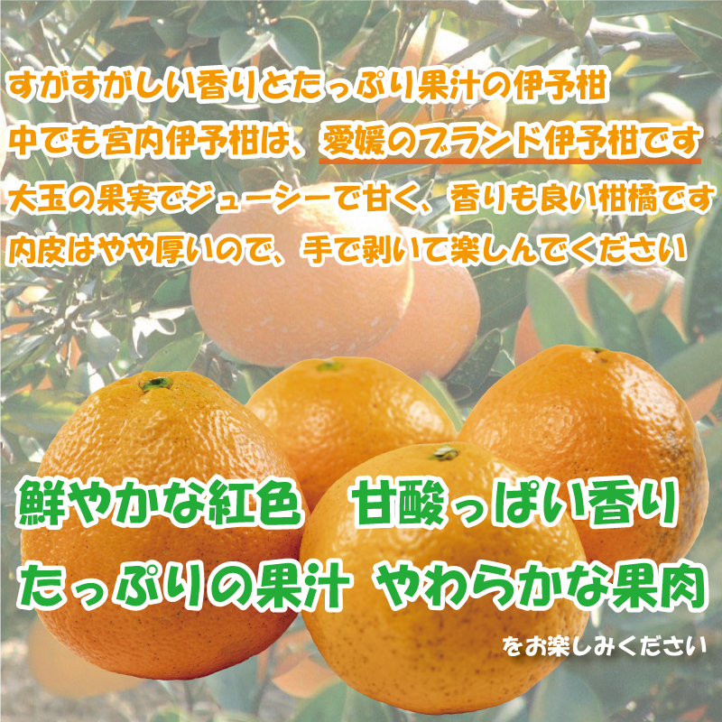 訳あり 宮内伊予柑 興居島産 約5kg 【2026年1月下旬から順次発送】 訳あり みかん 訳あり柑橘 訳あり商品 伊予柑 いよかん みかん 宮内いよかん 興居島産 柑橘 松山 愛媛県 約5kg ¥6,000